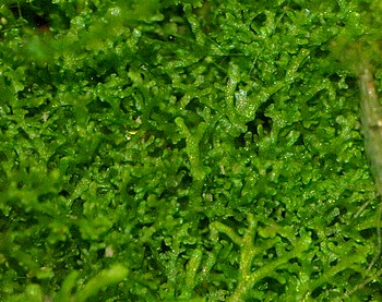 Riccardia chamedryfolia, Korallenmoos