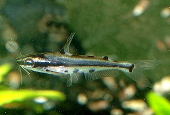 Pelteobagrus ornatus Zwerstachelflossenwels 01