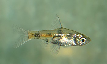 Pethia aurea Indische Fleckenbarbe 