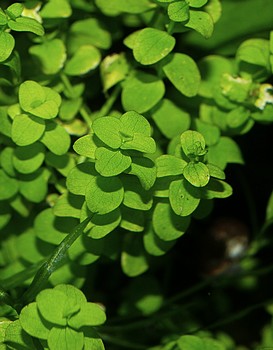 Micranthemum umbrosum, Rundblttriges Perlkraut