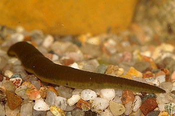 Haemopis sanguisuga, Pferdeegel