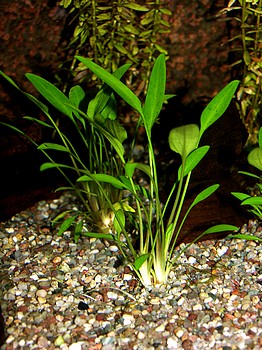 Cryptocoryne willisii