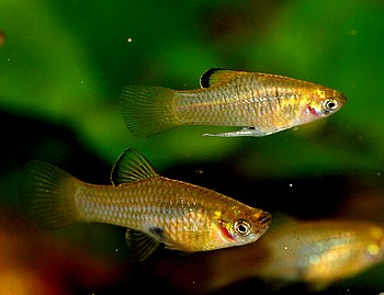Phallichthys amates amates, Guatemalakrpfling