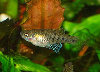Phallichthys quadripunctata Vierpunktkrpfling 017