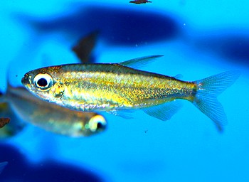 Phenacogrammus aurantiacus