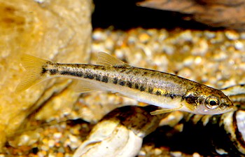 Phoxinus phoxinus, Elritze