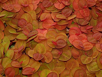 Phyllanthus fluitans, Schwimmende Wolfsmilch