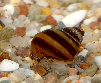 Taia naticoides, Pianoschnecke, Swasserschnecke