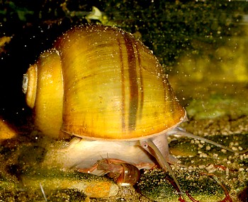 Pila angelica Pila angelica