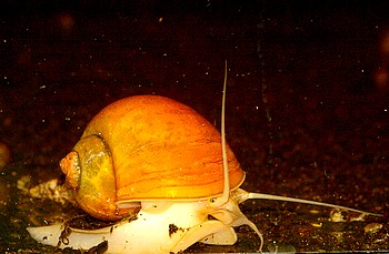 Pomacea canaliculata, Groe Apfelschnecke, Swasserschnecke