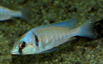 Placidochromis elektra, Elektra-Buntbarsch 