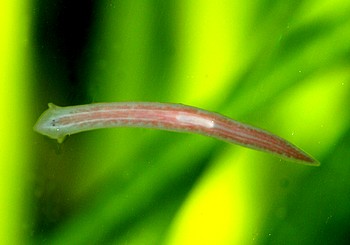 Planarie 07 Planarie 07