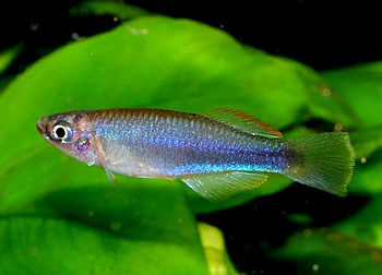 Plataplocheilus spec Mayombe