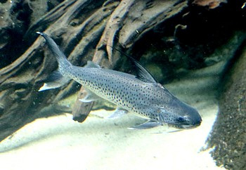 Platynematichthys notatus