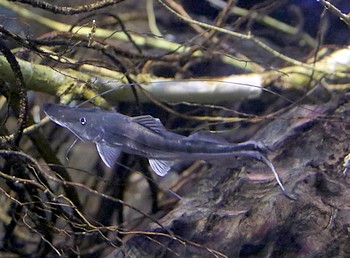 Platystomatichthys sturio 
