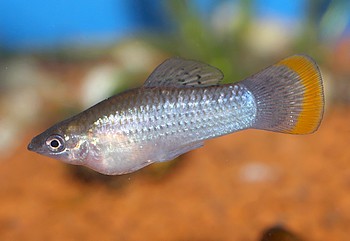 Poecilia mexicana, Atlantikkrpfling