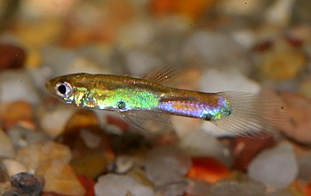 Poecilia obscura 