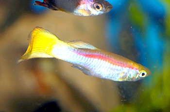 Poecilia reticulatus Guppy 01