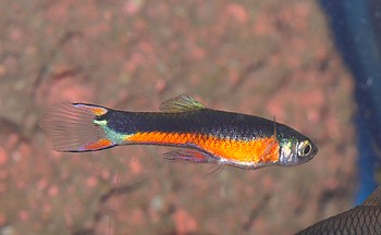 Poecilia reticulatus Guppy 03 (2)