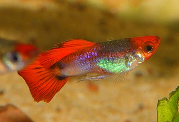 Poecilia reticulatus Guppy 07