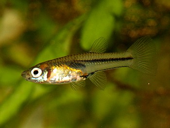 Poeciliopsis prolifica, Sonnenkrpfling