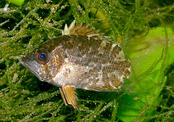 Polycentropsisabbreviata Afrikanischer Vielstachler 