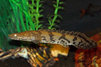 Polypterus endlicherii 01