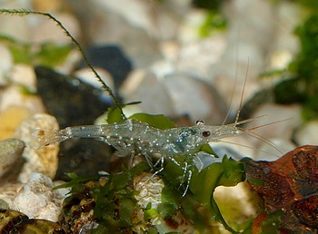 Caridina ensifera, Poso-Glasgarnele, Swassergarnele