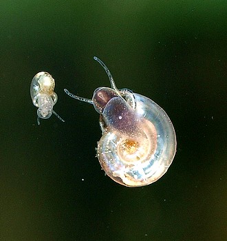 Gyraulus spec., Flaches Posthörnchen, Süßwasserschnecke Gyraulus spec., Flaches Posthörnchen, Süßwasserschnecke
