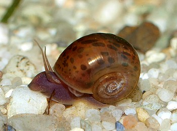 Planorbella spec., Kleine Posthornschnecke, Swasserschnecke