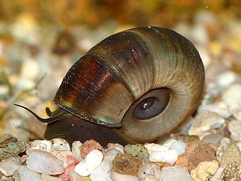Planorbarius corneus, Große Posthornschnecke, Süßwasserschnecke Planorbarius corneus, Große Posthornschnecke, Süßwasserschnecke