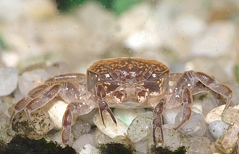 Potamocypoda pugii Ghost-Zwergkrabbe