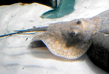 Potamotrygon boesemani 
