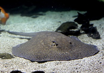 Potamotrygon castexi Otorongo-Swasserrochen 