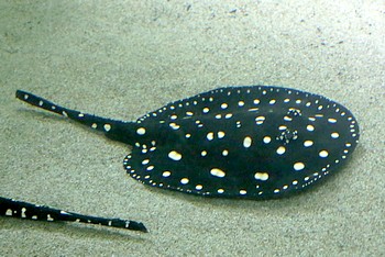 Potamotrygon leopoldi, Leopolds Stechrochen