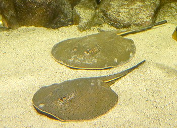 Potamotrygon reticulatus Genetzter Swasserrochen 