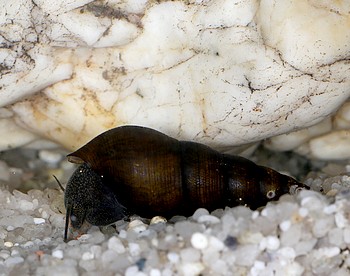 Potodoma cf moerchi Goldregen-Turmdeckelschnecke Potodoma cf moerchi Goldregen-Turmdeckelschnecke