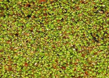 Lemna minor, Kleine Wasserlinse