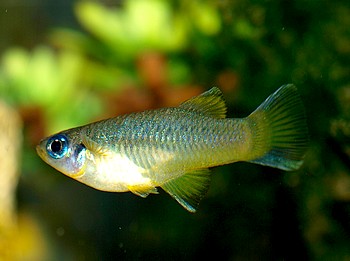 Priabella olmecae, Olmekenkrpfling 