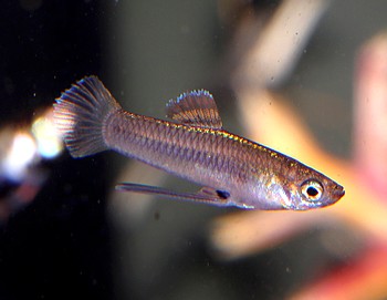 Priapichthys nigroventralis