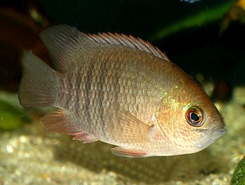 Pristolepis fasciatus Gestreifter Sgeschuppenbarsch