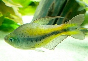 Pseudochalceus kyburzi Kyburzsalmler 04