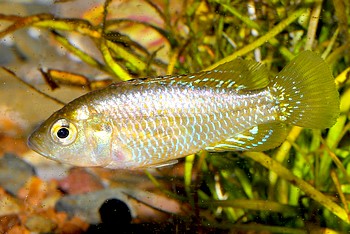 Pseudocrenilabrus multicolor, Vielfarbiger Maulbrter