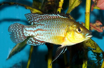 Pseudocrenilabrus nicholsi Nichols Maulbrter 