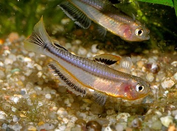 Pseudomugil connieae