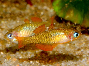 Pseudomugil reticulatus