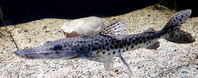 Pseudoplatystoma corruscans Gefleckter Tigerspatelwels