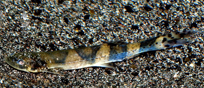 Pseudostegophilus nemurus