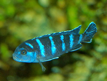 Pseudotropheus demasoni 01