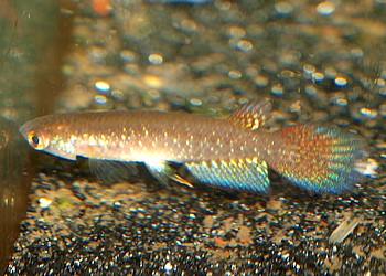 Pterolebias bokermanni 